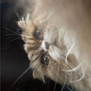 Meet your Posher, Levi